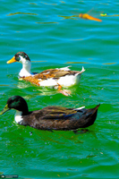 مجموعه تفریحی تپه عباس‌آباد همدان