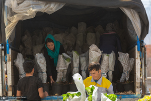 پرورش گل در محلات؛ هلند ایران