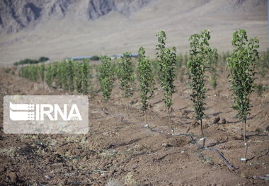 طرح نظارت بر عرضه‌کنندگان نهال در مشهد آغاز شد