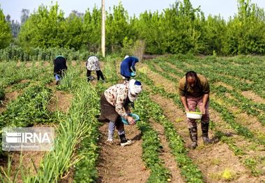 ۹.۳میلیارد مترمکعب نیاز آبی کشت تابستانی در خوزستان