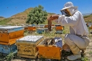 زنبورداران داورزنی 10میلیارد ریال تسهیلات دریافت کردند