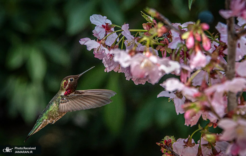 منتخب تصاویر امروز جهان - 27 اسفند 1403