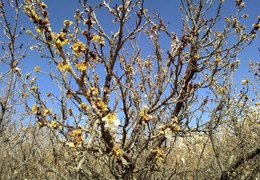 خسارت سرما به ۱۳ هزار هکتار باغ کردستان  جبران خسارات وارده به باغداران و کشاورزان