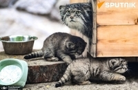 گربه مورد علاقه روس ها بچه دار شد (3)