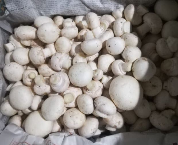 تولید خانگی  ۷۵۰ تن قارچ در گیلان