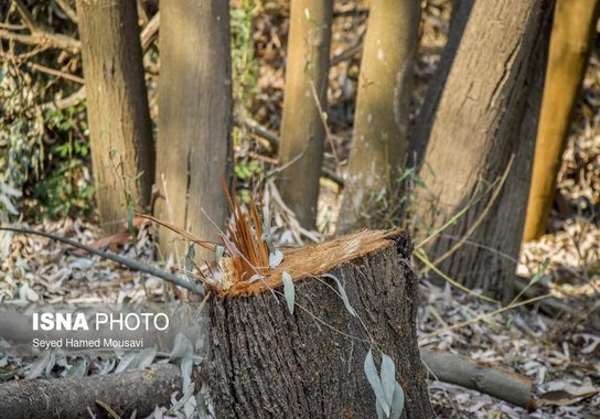 قطع درختان پارک ملی دز و عباس آباد (32)