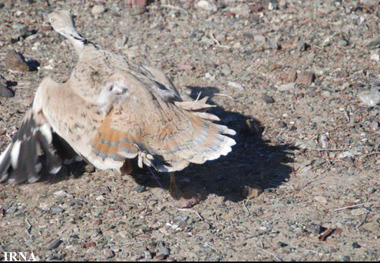 شکارچیان هوبره 200 میلیون ریال جریمه می شوند