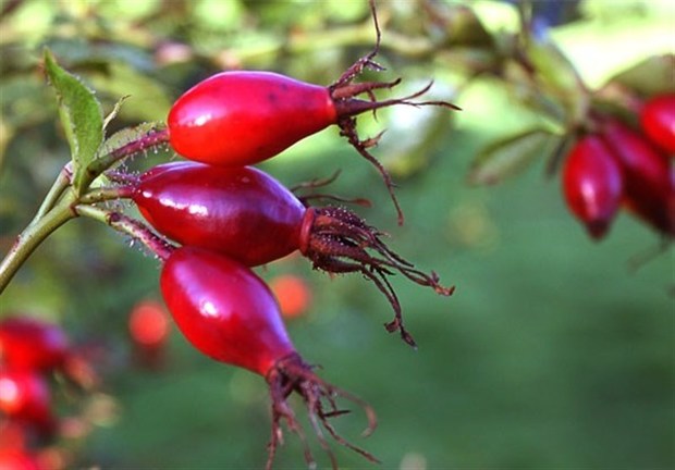 معجزه این گیاه برای نابودی سنگ کلیه
