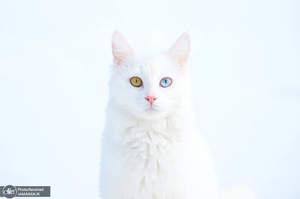 منتخب تصاویر امروز جهان - 10 و 11 اسفند 1403