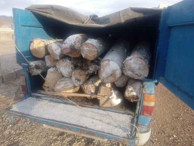 دو نفر متخلف قاچاق چوب جنگلی بلوط دستگیر شدند