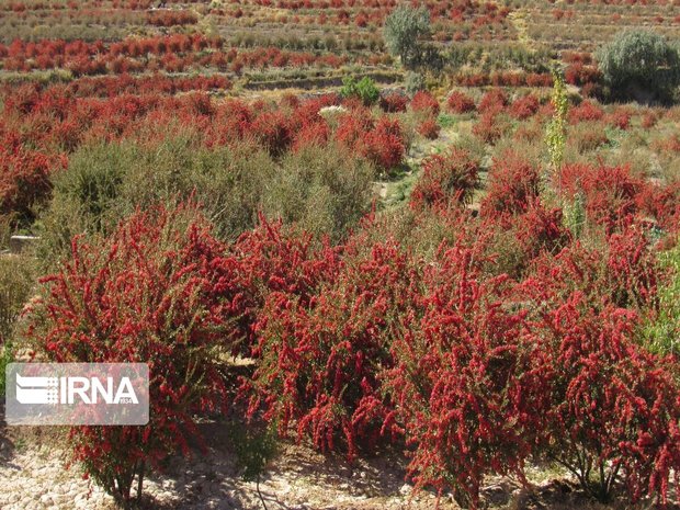 کمتر از ۲ درصد زرشک خراسان جنوبی صادر می‌شود