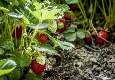 تولید 200 تن محصول توت فرنگی در چهارمحال و بختیاری