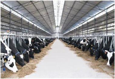 فعالیت گاوداری های ایوان با وجود مشکلات مالی ادامه دارد